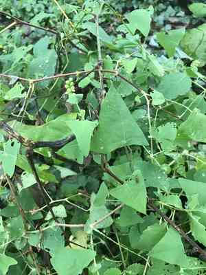 Mile-A-Minute(Persicaria perfoliata)
