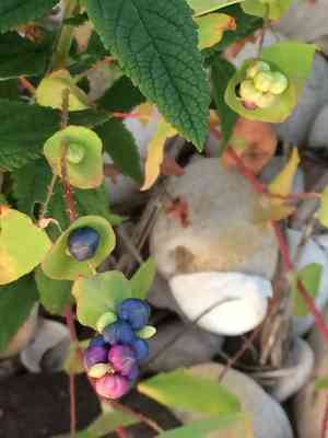 Mile-A-Minute(Persicaria perfoliata)