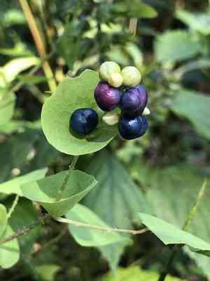 Mile-A-Minute(Persicaria perfoliata)