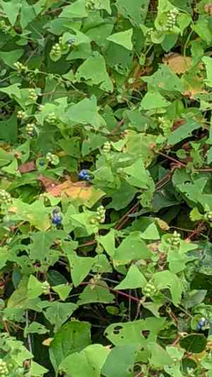 Mile-A-Minute(Persicaria perfoliata)