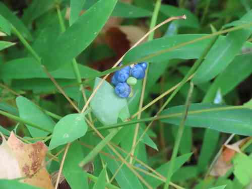 Mile-A-Minute(Persicaria perfoliata)