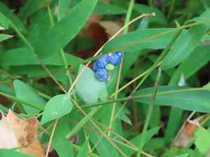 Mile-A-Minute(Persicaria perfoliata)