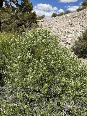 Shiny sandpaper plant(Petalonyx nitidus)
