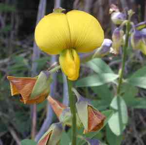 Peteria (Peteria)(Peteria)