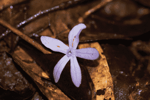 Petrea (Petrea)(Petrea)