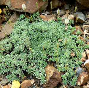 Rock spiraeas (Petrophytum)(Petrophytum)