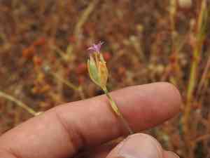 Productive carnation(Petrorhagia nanteuilii)