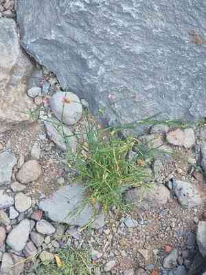 Productive carnation(Petrorhagia nanteuilii)