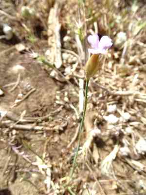Productive carnation(Petrorhagia nanteuilii)
