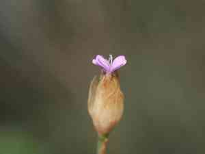 Childing pink(Petrorhagia prolifera)