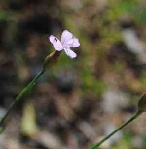 Childing pink(Petrorhagia prolifera)