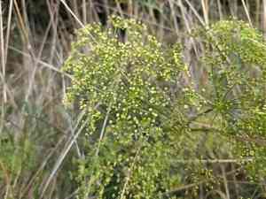 Hog's fennel(Peucedanum officinale)