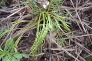 Hog's fennel(Peucedanum officinale)
