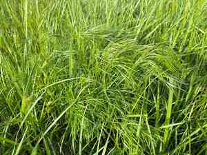 Hog's fennel(Peucedanum officinale)