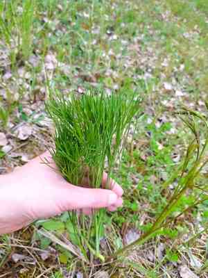 Hog's fennel(Peucedanum officinale)