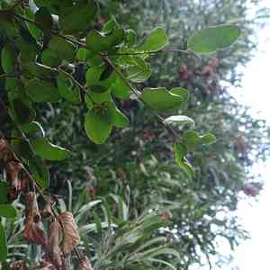 Boldo(Peumus boldus)
