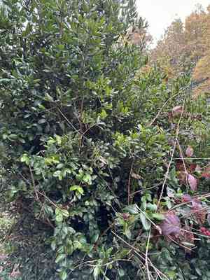 Boldo(Peumus boldus)