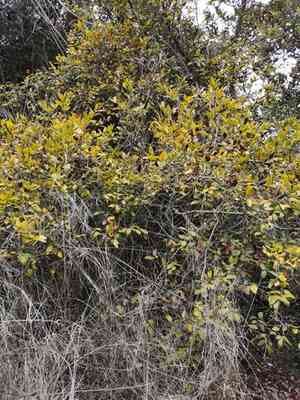 Boldo(Peumus boldus)