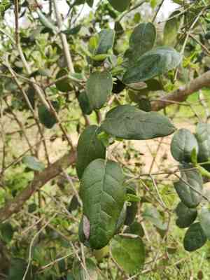 Boldo(Peumus boldus)