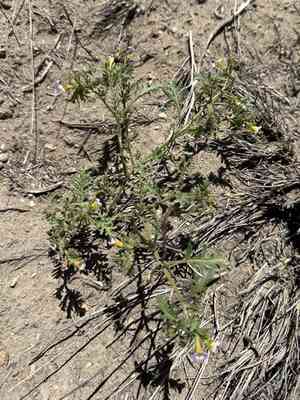 Twocolor phacelia(Phacelia bicolor)