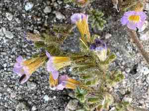 Twocolor phacelia(Phacelia bicolor)