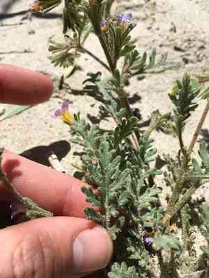 Twocolor phacelia(Phacelia bicolor)