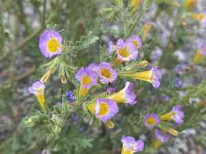 Twocolor phacelia(Phacelia bicolor)