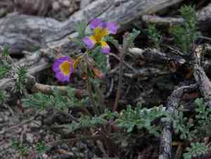 Twocolor phacelia(Phacelia bicolor)