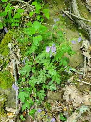 Fernleaf phacelia(Phacelia bipinnatifida)