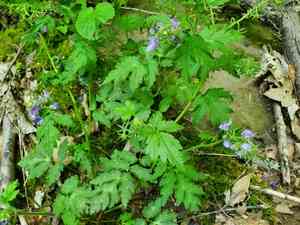 Fernleaf phacelia(Phacelia bipinnatifida)