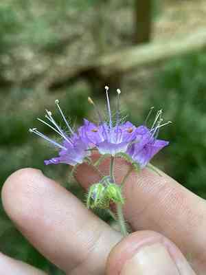 Fernleaf phacelia(Phacelia bipinnatifida)