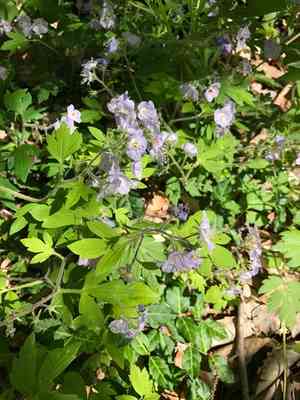 Fernleaf phacelia(Phacelia bipinnatifida)