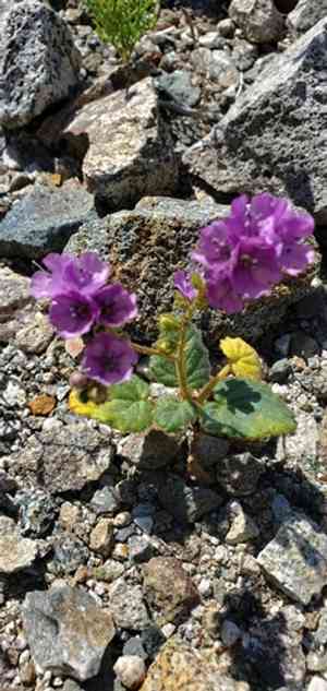 Calthaleaf phacelia(Phacelia calthifolia)