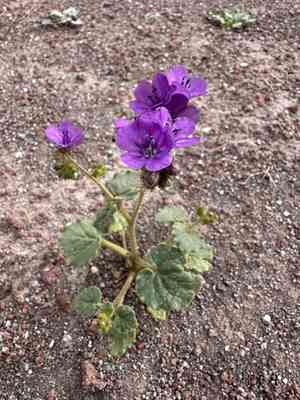 Calthaleaf phacelia(Phacelia calthifolia)