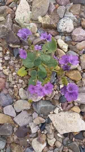 Calthaleaf phacelia(Phacelia calthifolia)