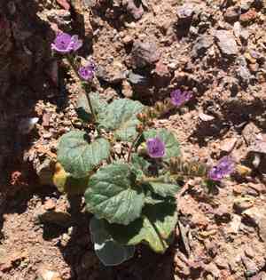 Calthaleaf phacelia(Phacelia calthifolia)