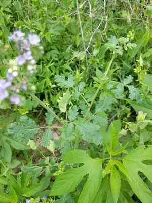 Blue curls(Phacelia congesta)