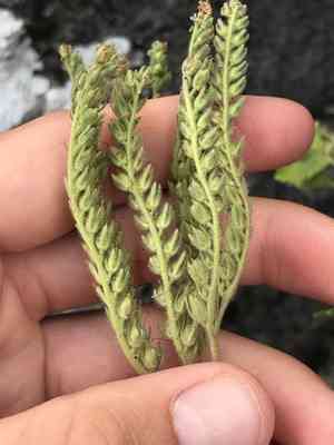 Blue curls(Phacelia congesta)