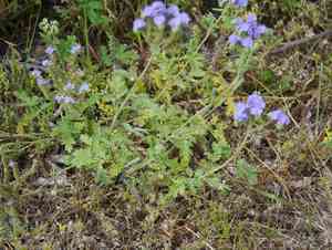 Blue curls(Phacelia congesta)