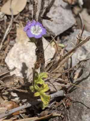 Blue curls(Phacelia congesta)