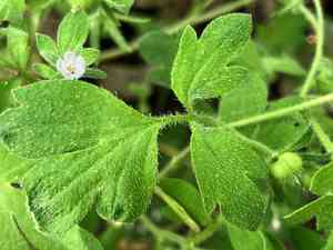 Coville's phacelia(Phacelia covillei)