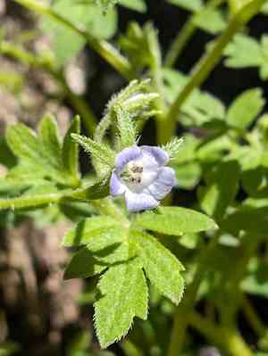 Coville's phacelia(Phacelia covillei)