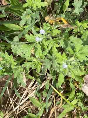 Coville's phacelia(Phacelia covillei)