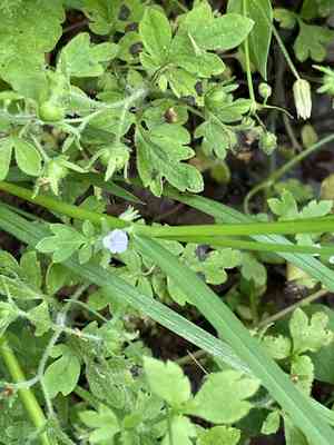 Coville's phacelia(Phacelia covillei)