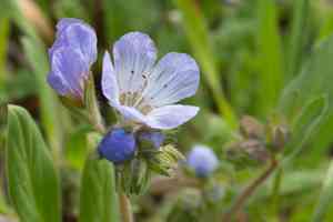Divaricate phacelia(Phacelia divaricata)