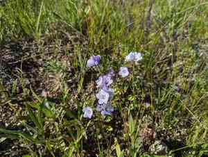 Divaricate phacelia(Phacelia divaricata)