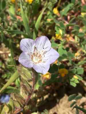 Divaricate phacelia(Phacelia divaricata)