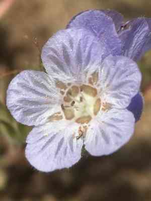 Divaricate phacelia(Phacelia divaricata)