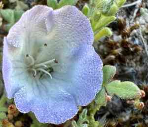 Douglas' phacelia(Phacelia douglasii)