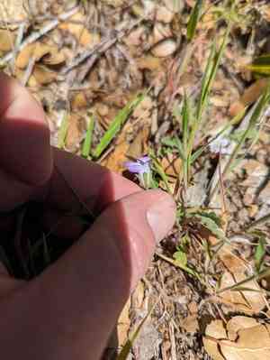 Douglas' phacelia(Phacelia douglasii)
